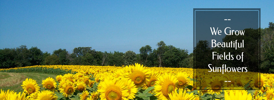 sunflowerslider1